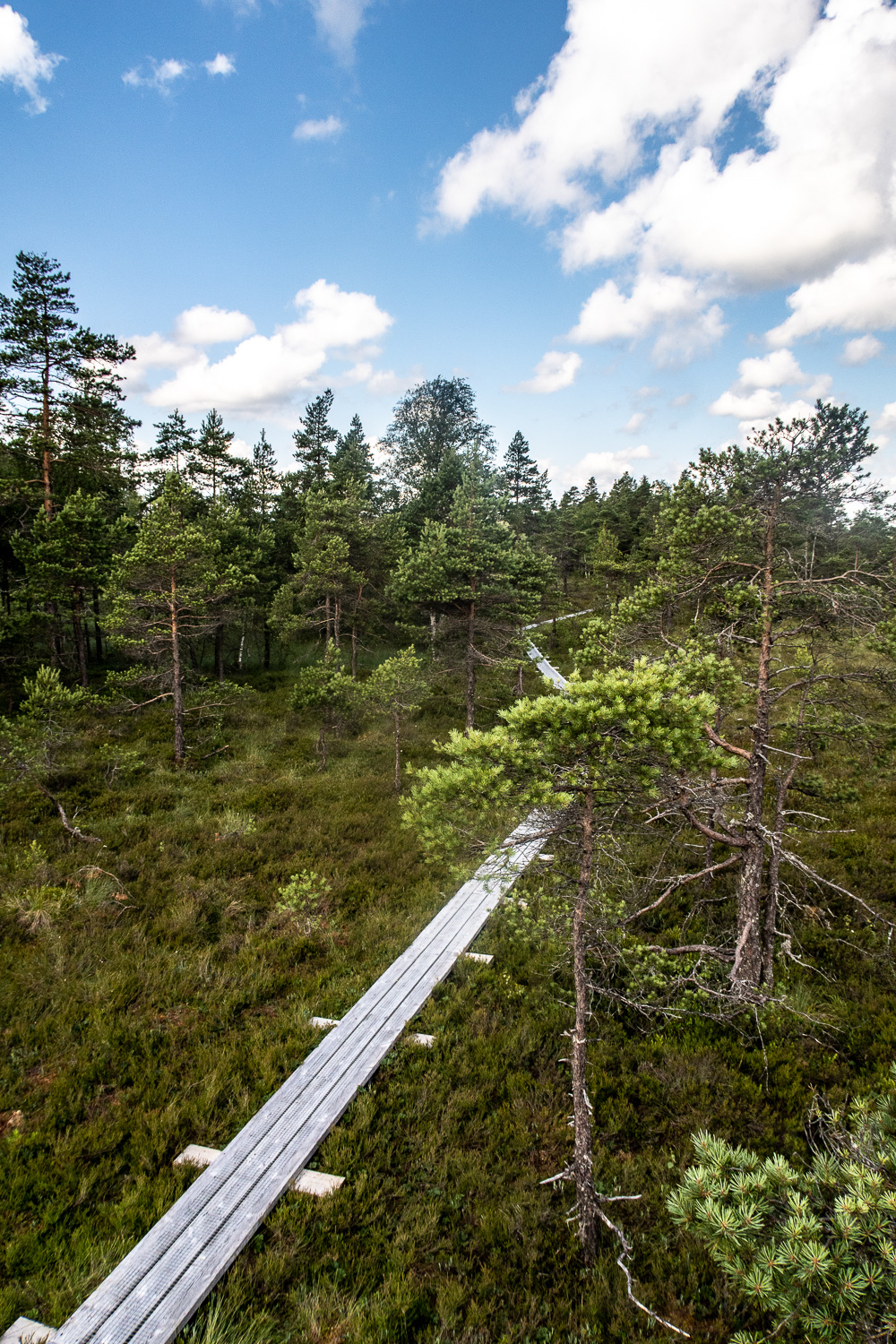 Spångad led i Komosse naturreservat