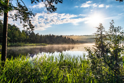 Solen går upp en dimmig morgon i Hökensås