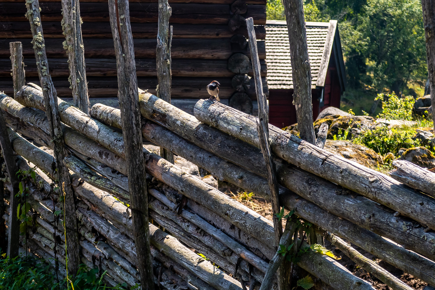 Fågel på gärdsgård