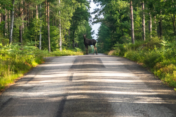 Älg på vägen till Åsnens nationalpark