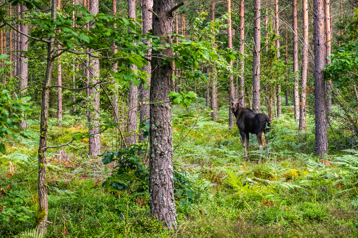 Älg i skogen