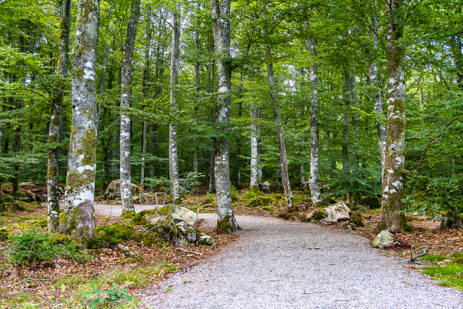 Bokskog i Åsnens nationalpark