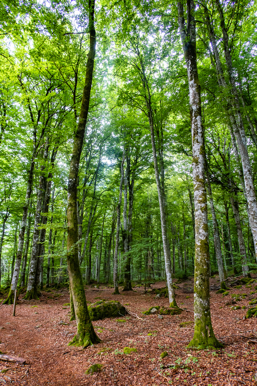 Luftig bokskog i Åsnens nationalpark