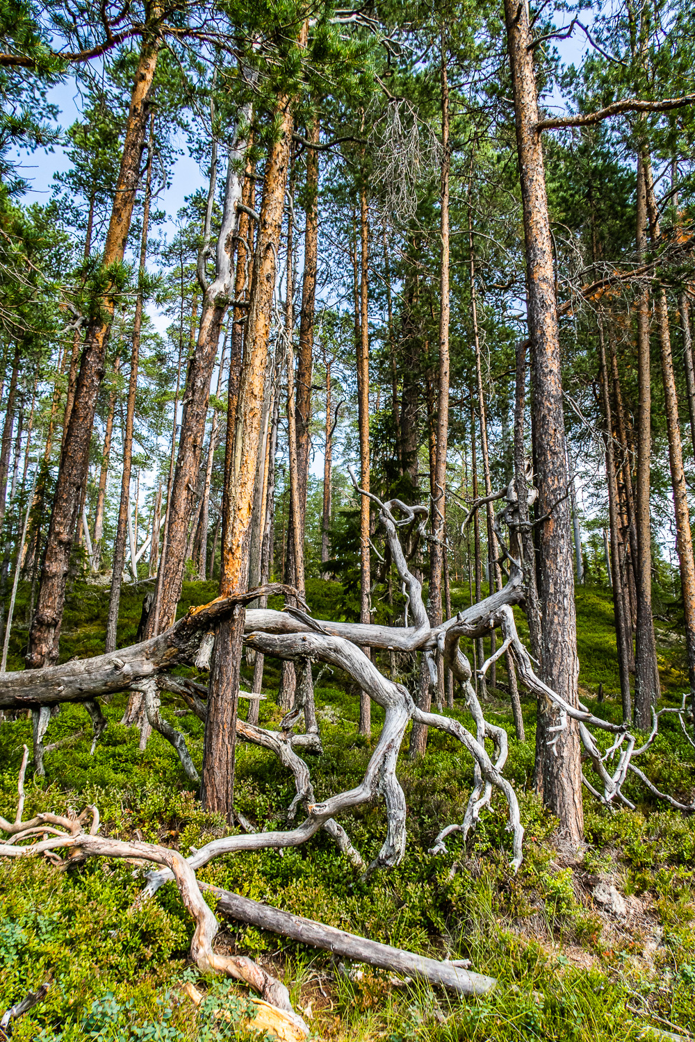 Döda och levande träd i gammal skog