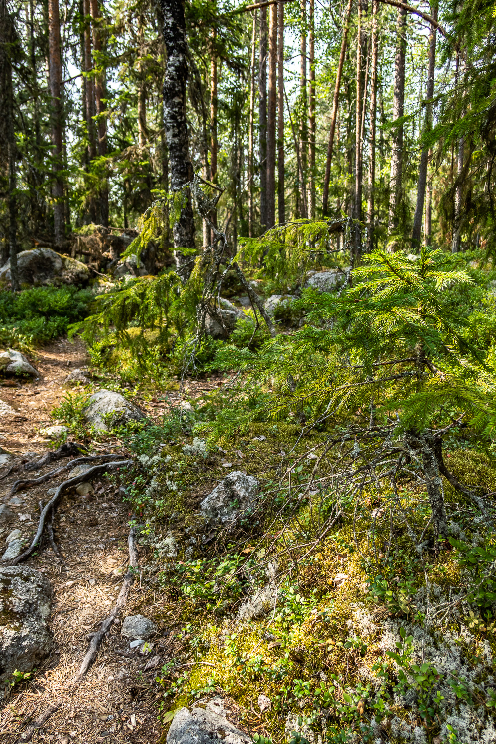 Grön skog