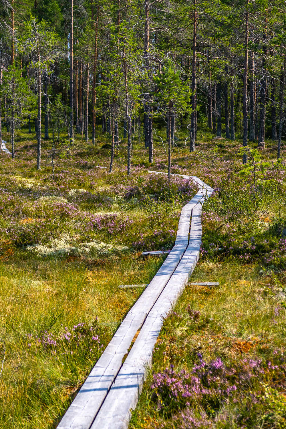 Spångat på Myrslingan