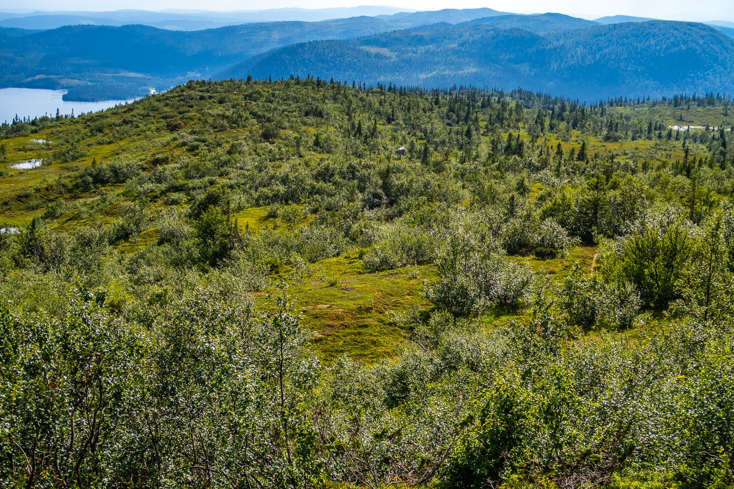 Fjällskog med vindskydd