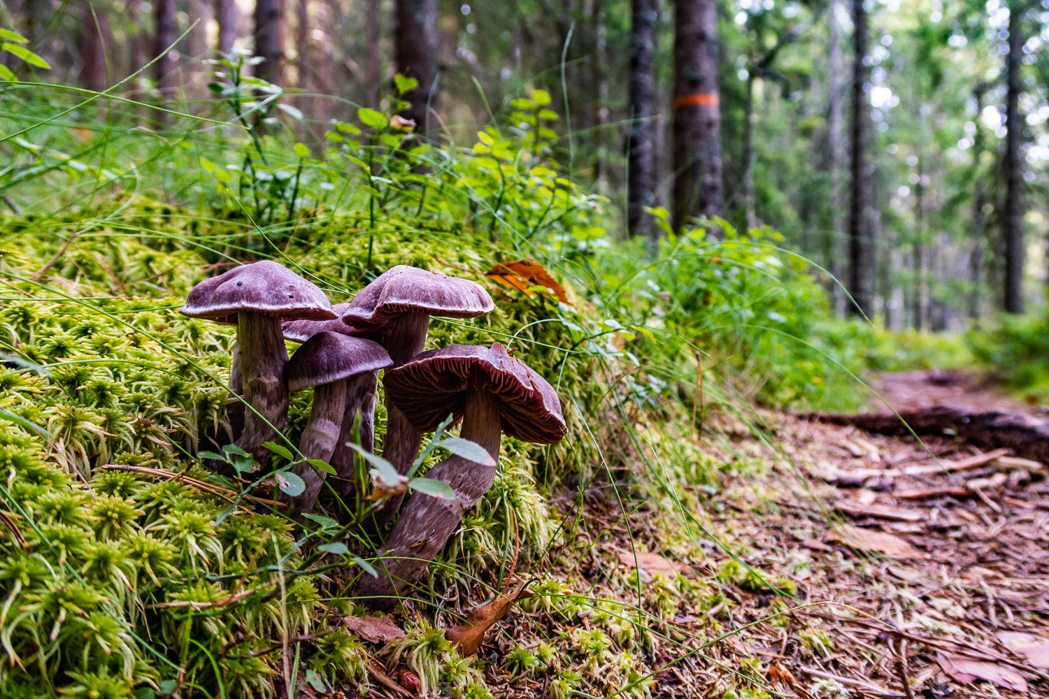 Svamp i skogen