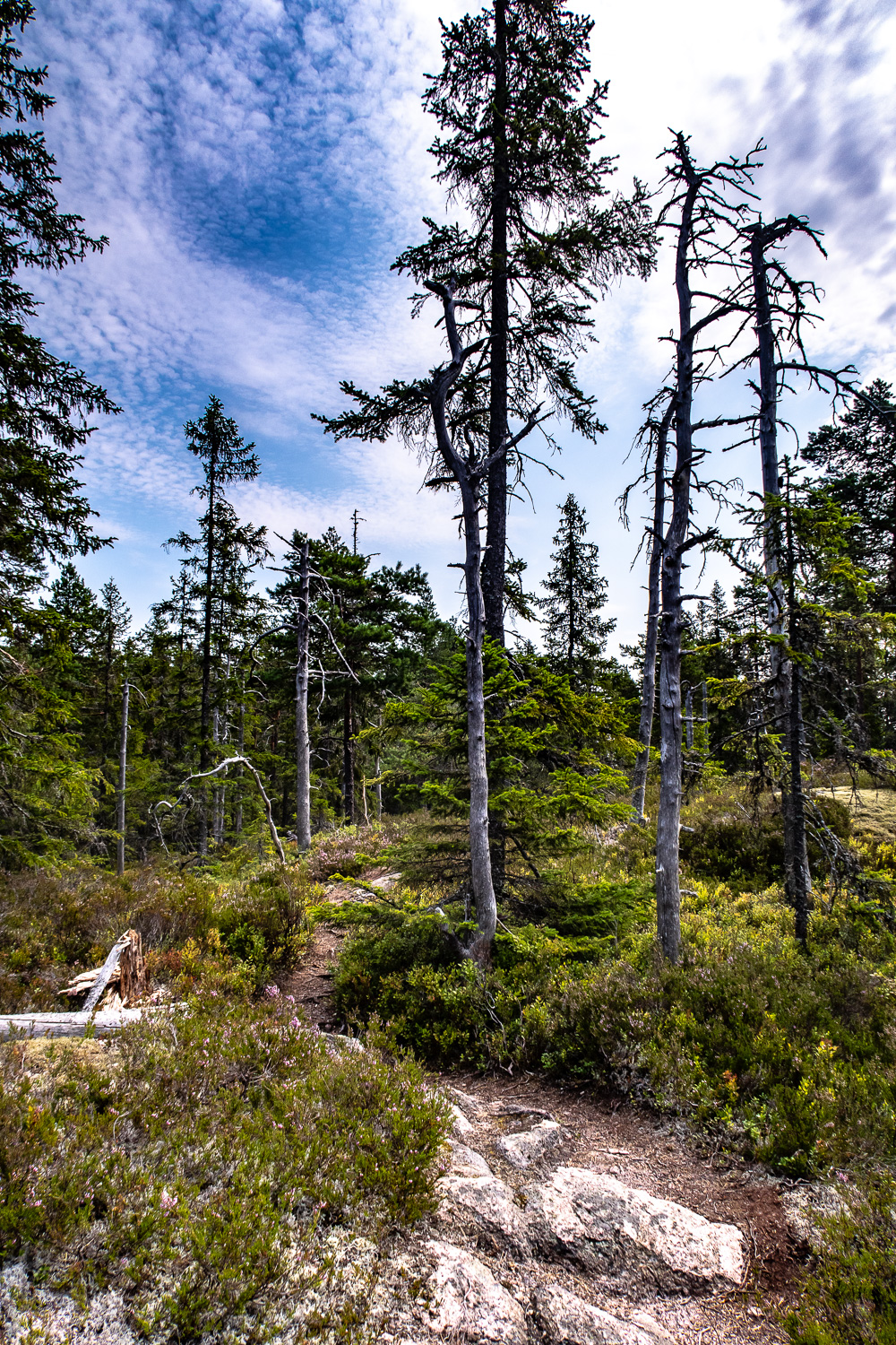 Vandring i Kindla naturreservat