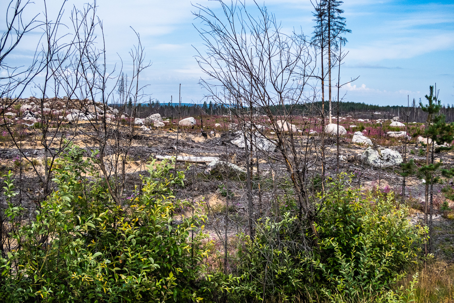 Buskage finns kvar efter skogsbrand