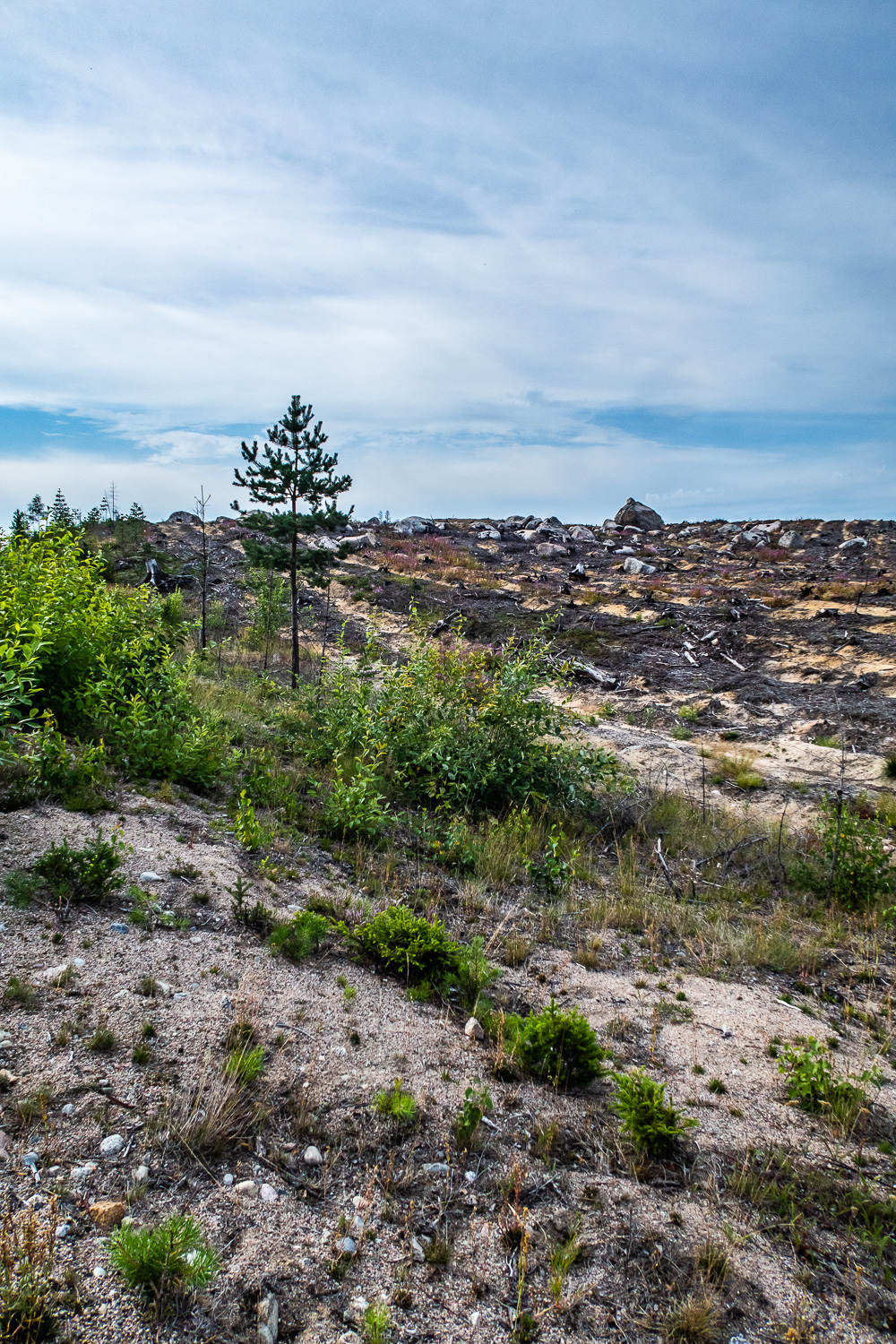 Ensam tall kvar efter skogsbranden i Kårböle