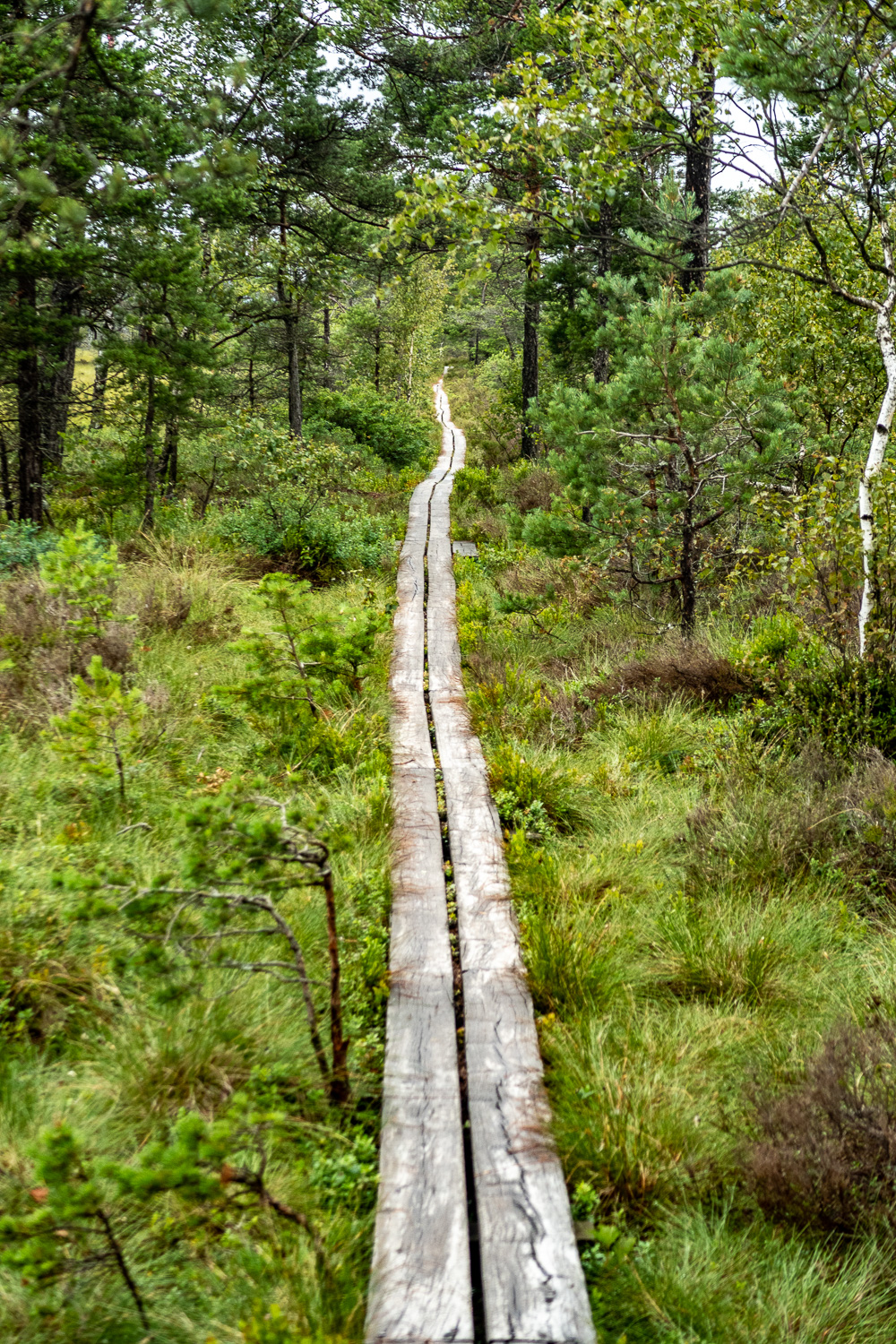 Välspångat genom Store Mosse nationalpark