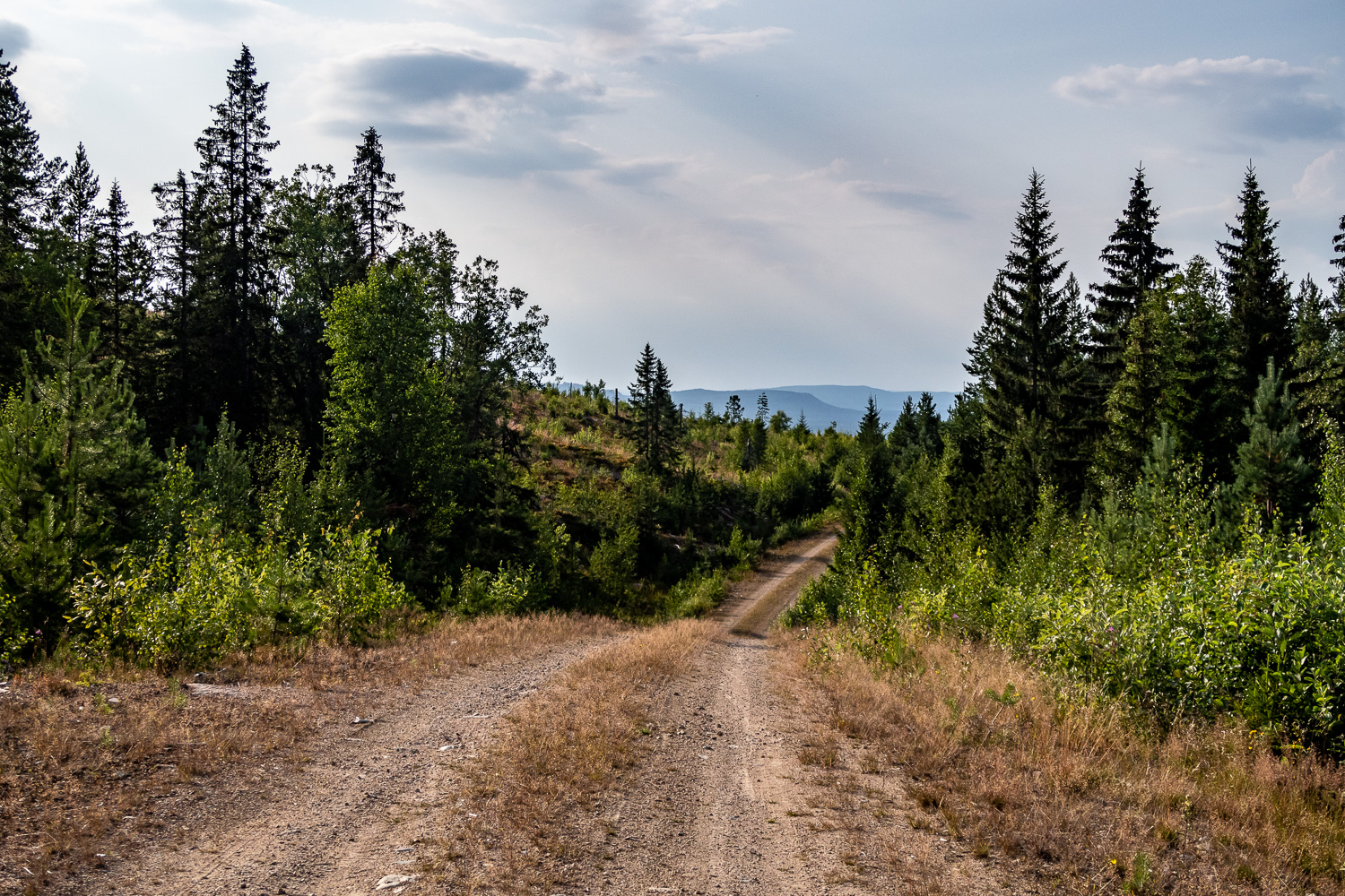 Utsikt från grusväg över skog och berg