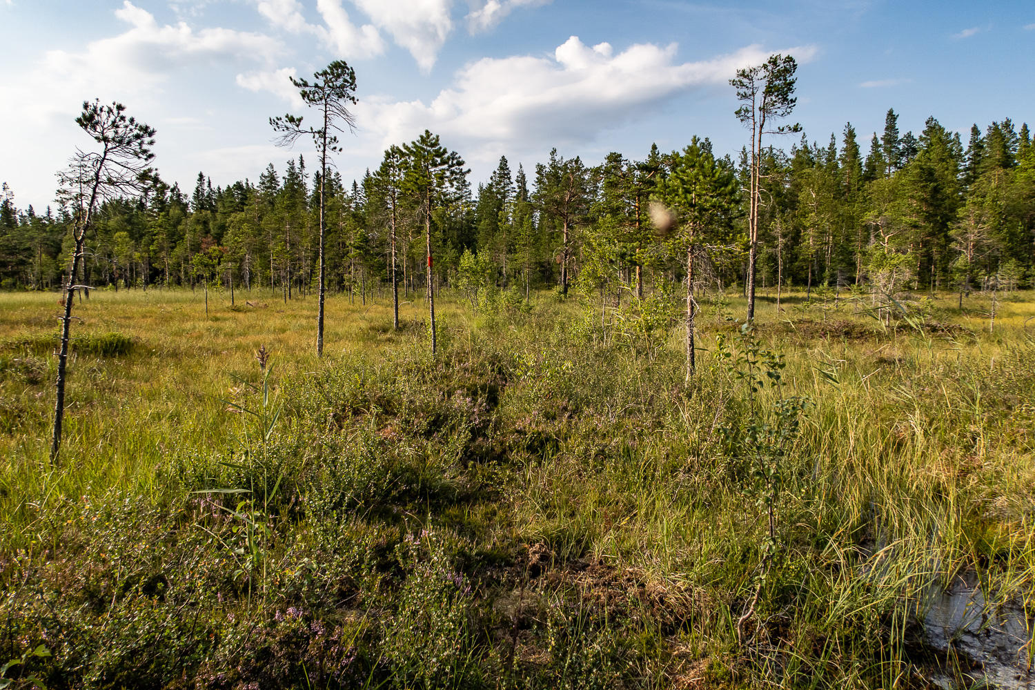 Stig över myr mot Sveriges mittpunkt