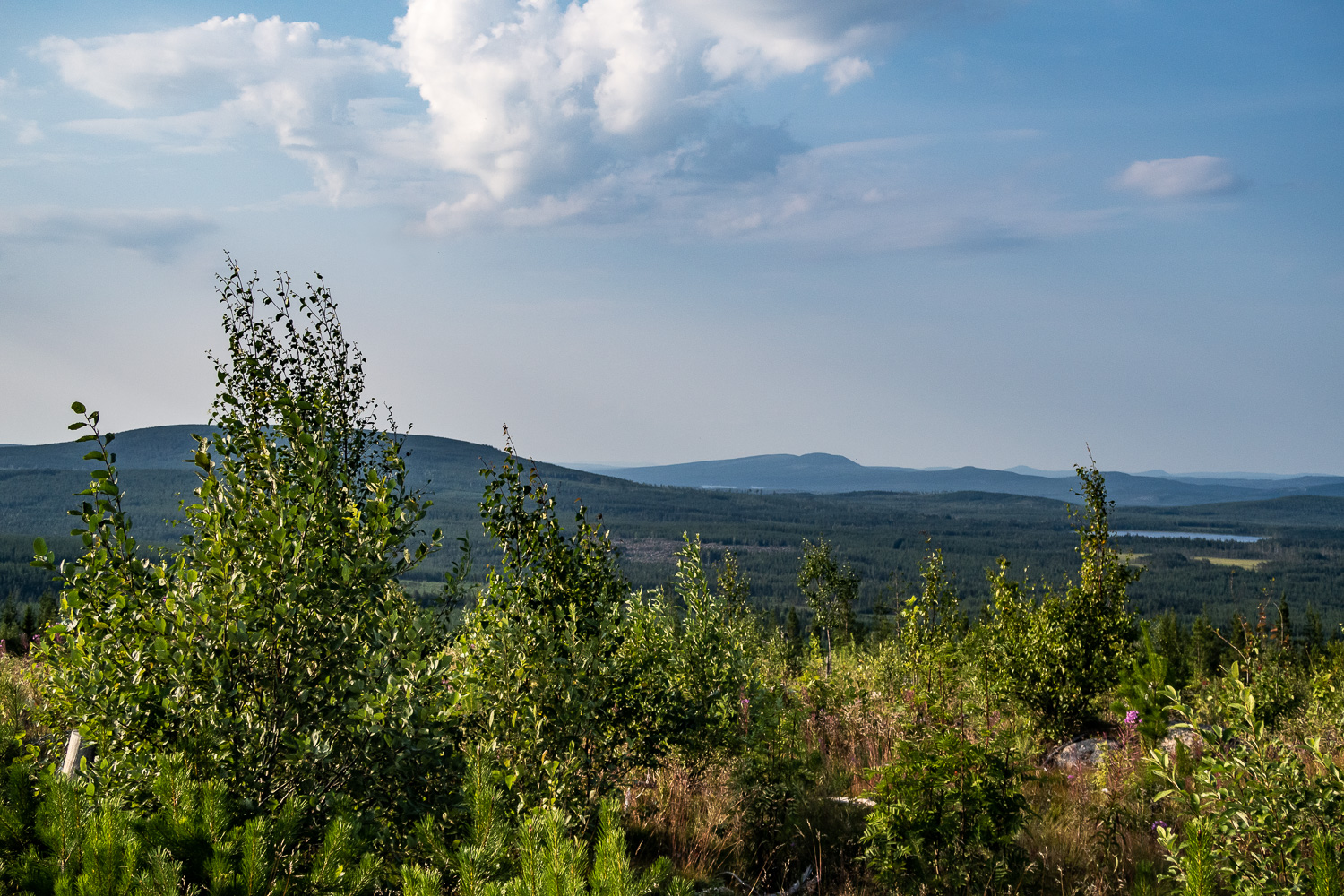 Utsikt över skog och berg