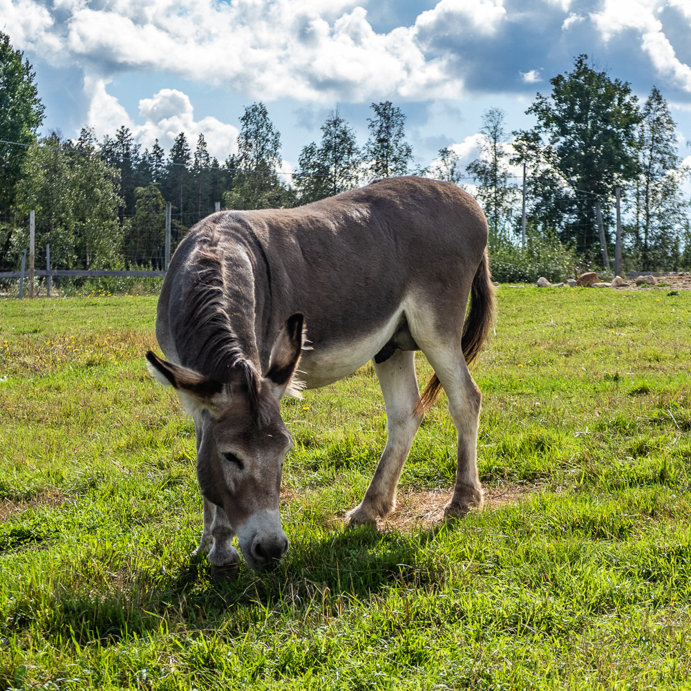 Åsna på Mickelbo gård