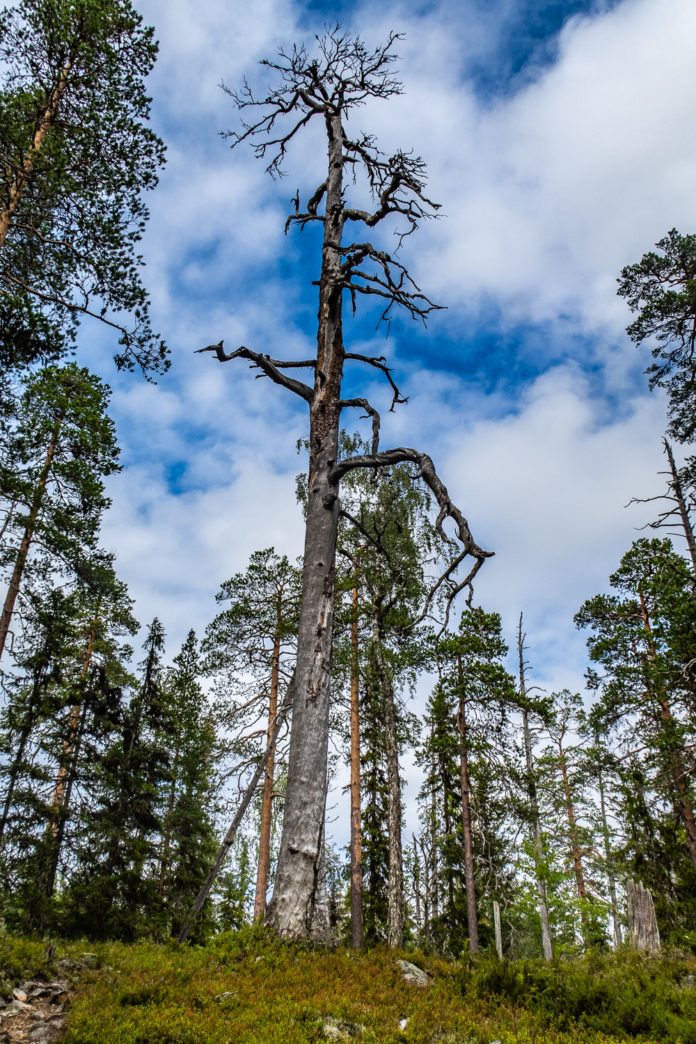 Brandskadat träd i Björnlandets nationalpark