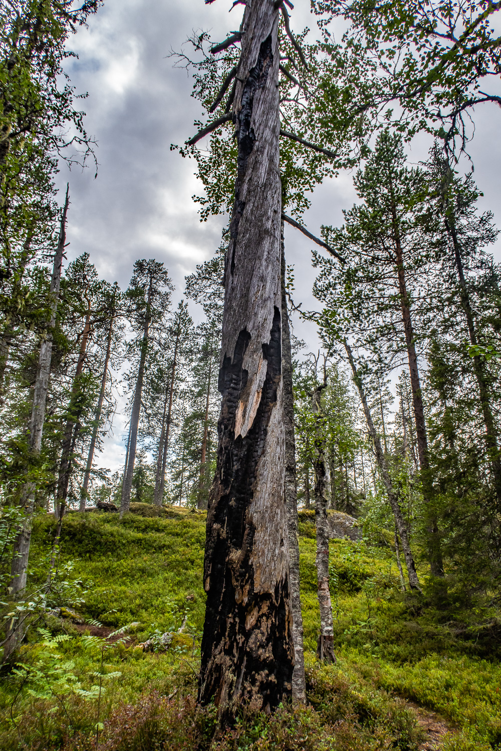 Brunnet träd med brandljud