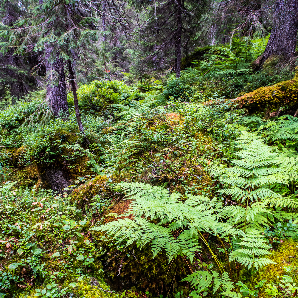 Skogen i Björnlandets nationalpark