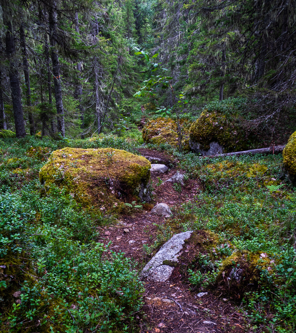 Gott om skog i Björnlandets nationalpark