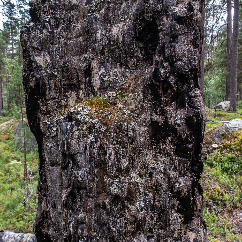 Brunnen trädstubbe i Björnlandets nationalpark