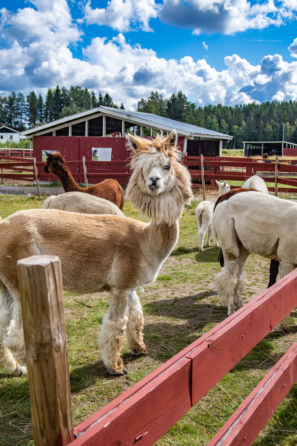 Alpacka på Mickelbo gård