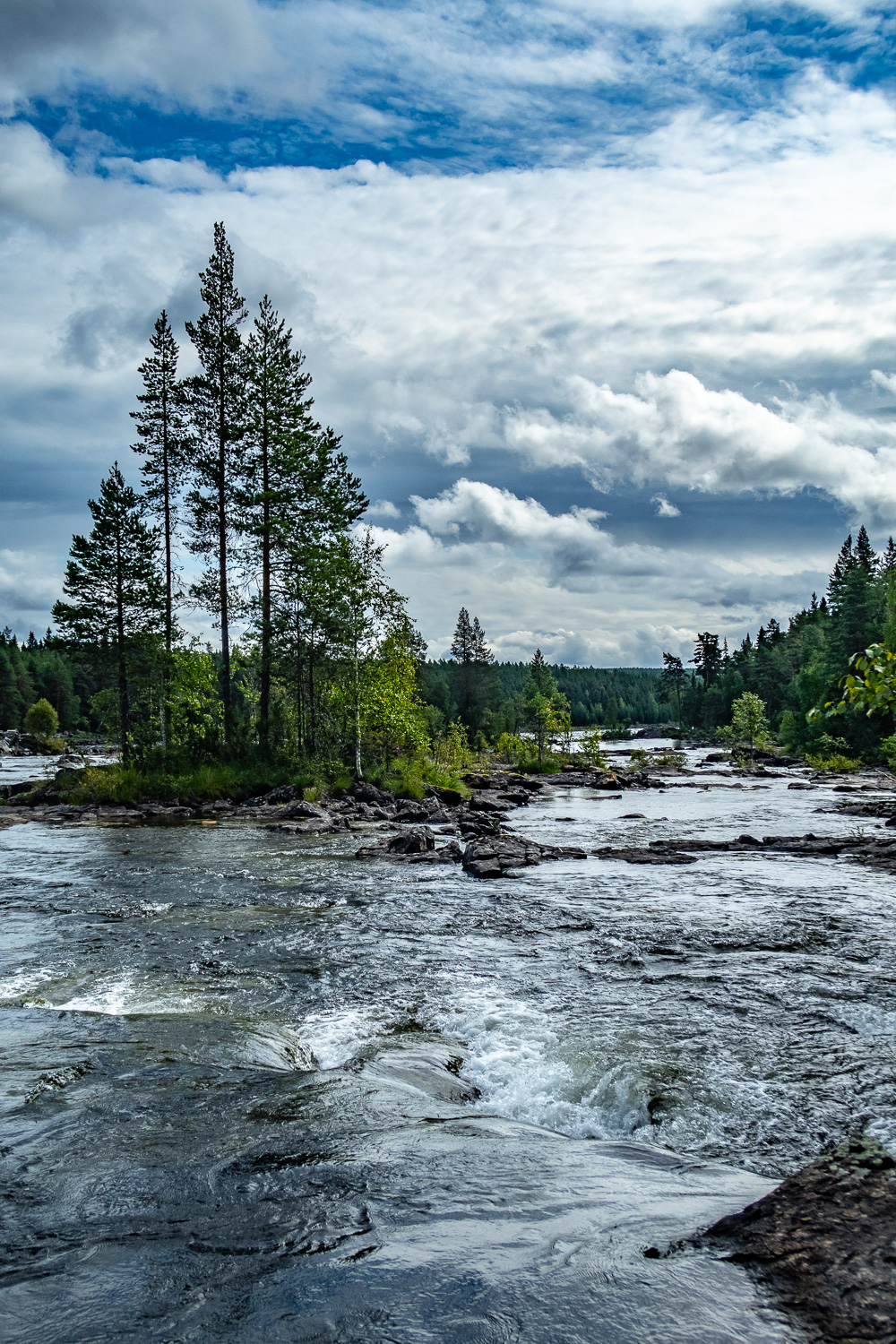 Träd i mitten av Mårdseleforsen