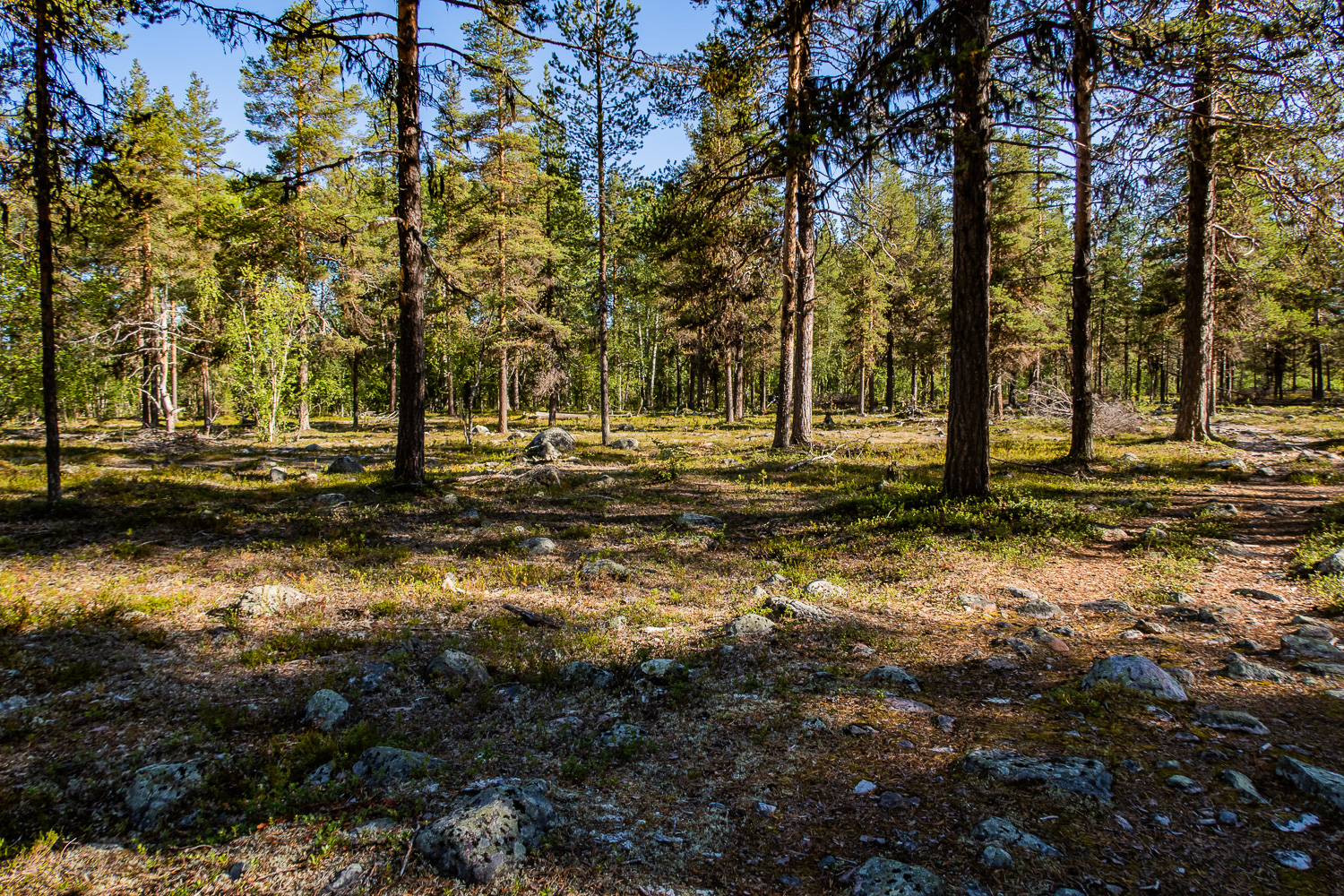 Torr tallskog i Muddus nationalpark