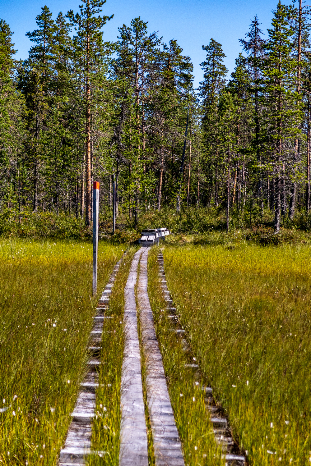 Spångad led över myrmark