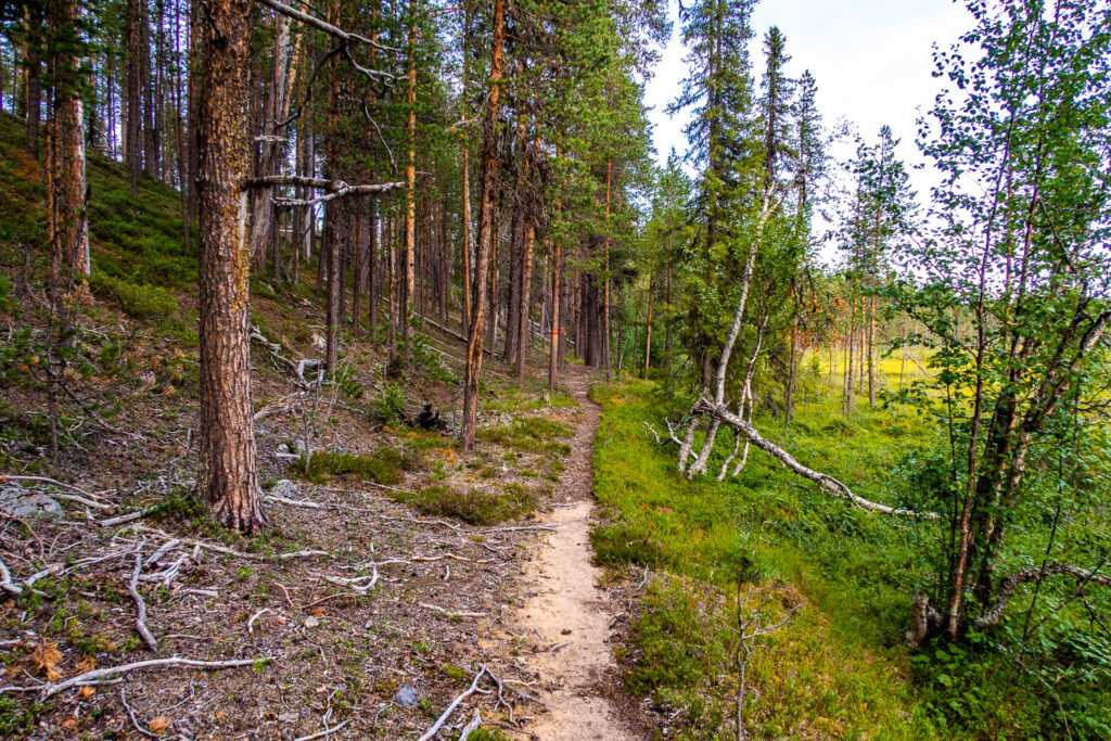 Både tallskog och myrmark i Muddus nationalpark