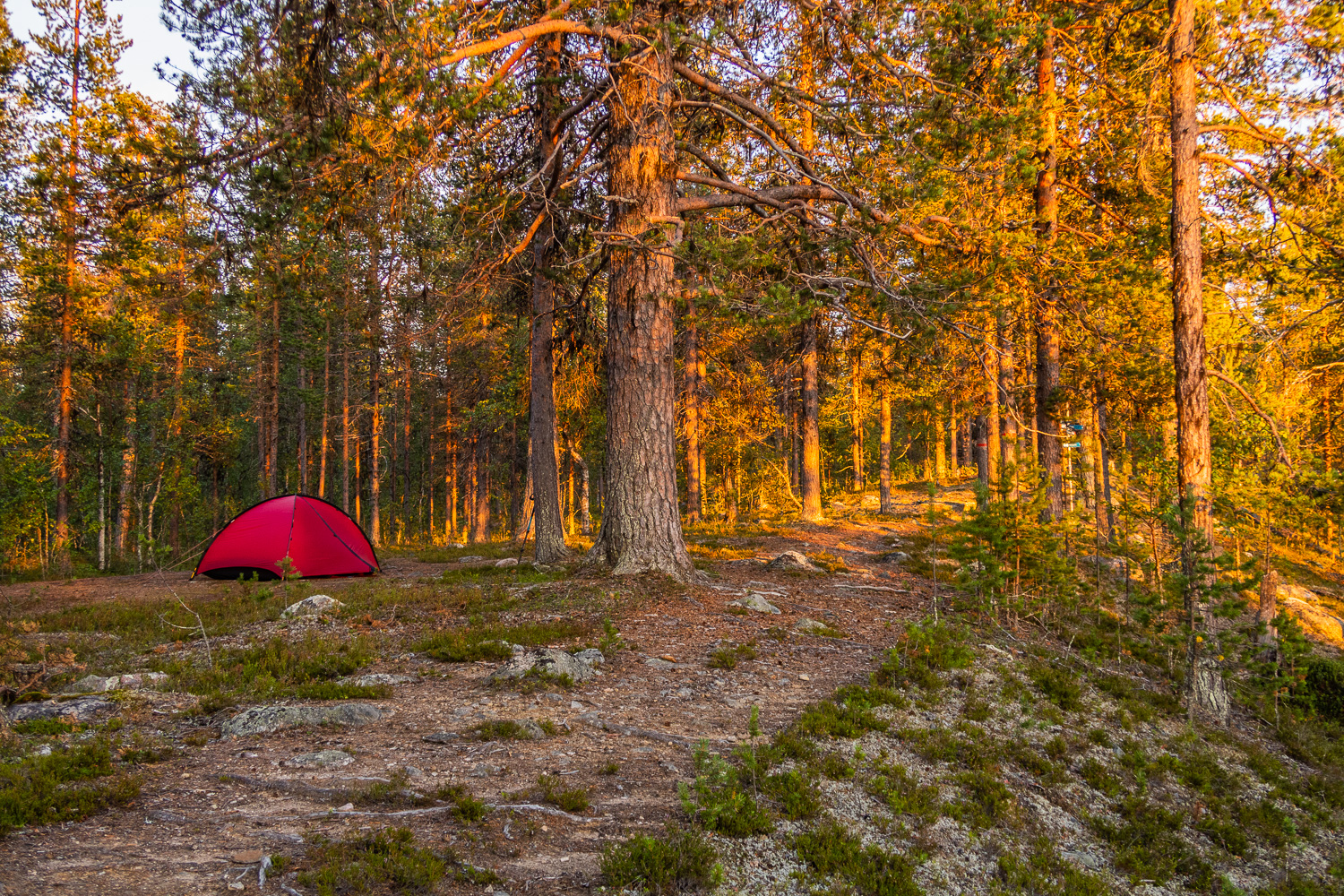 Tältet Niak från Hilleberg, uppsatt i skogen i solnedgång