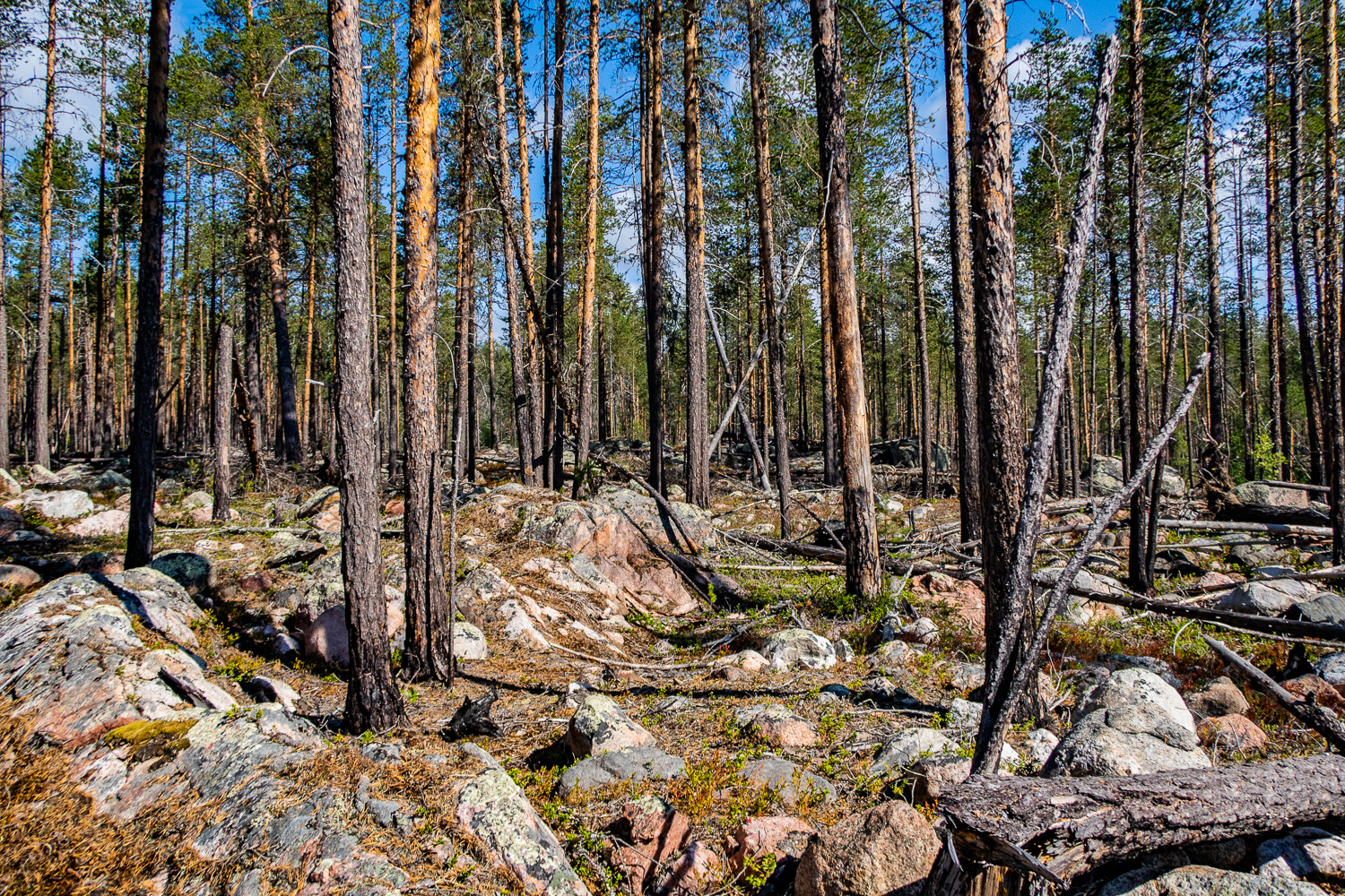 Brandfältet i Muddus nationalpark, från skogsbrand 2006