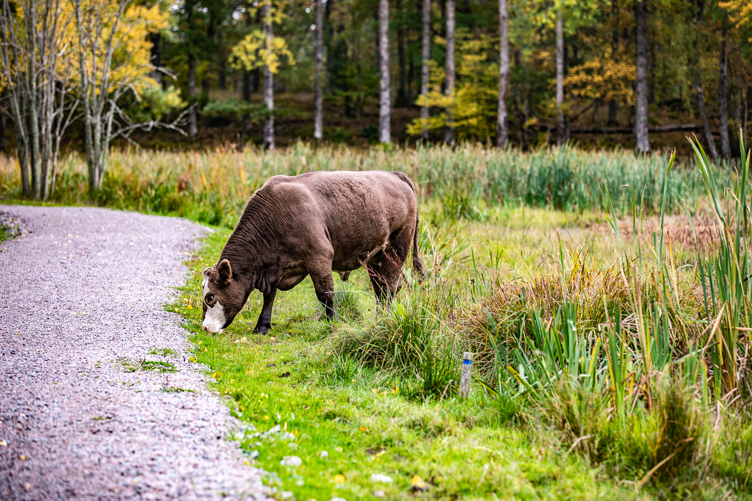 Tjurkalv vid stig i Tinnerö