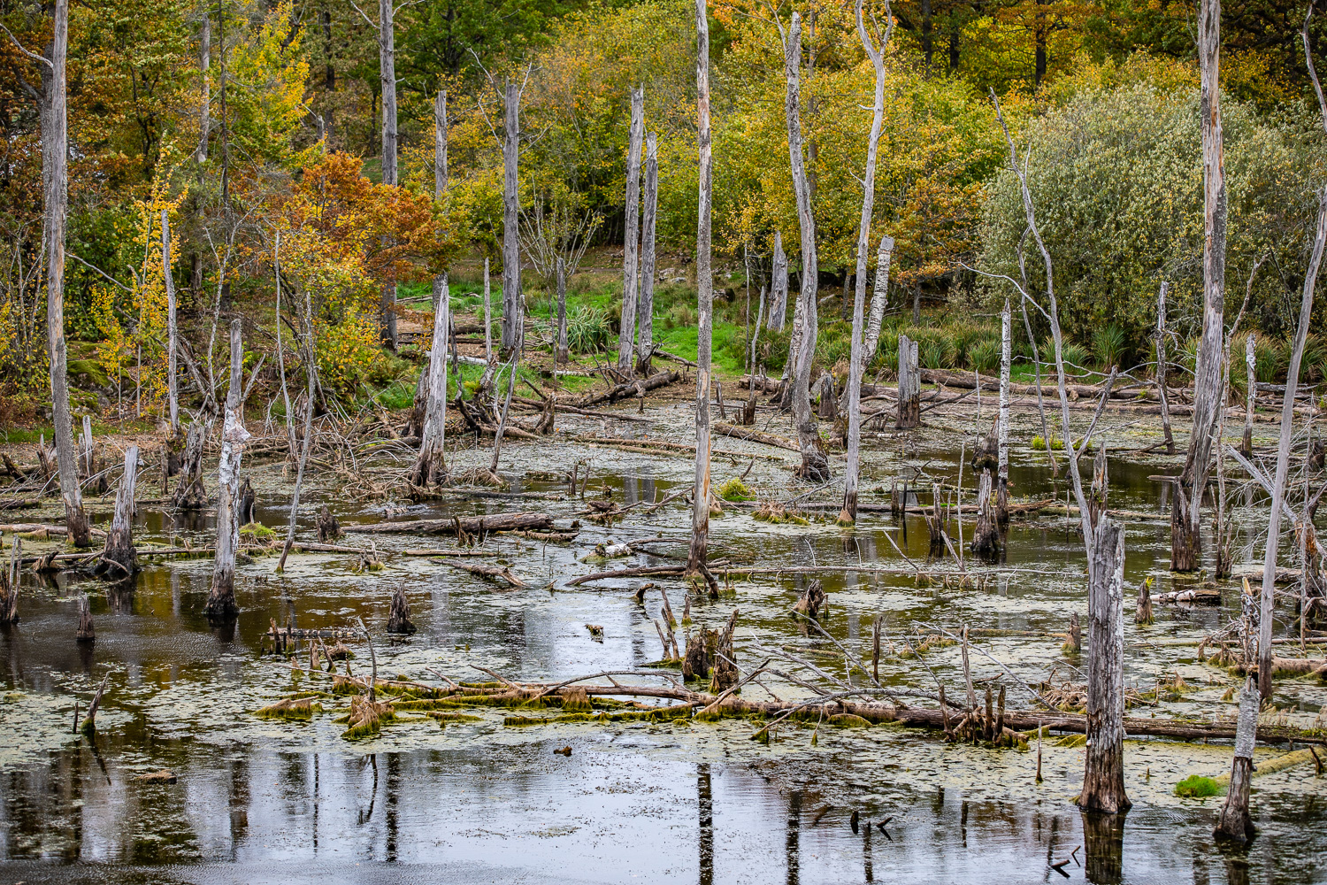 Kärrmarker i Tinnerö