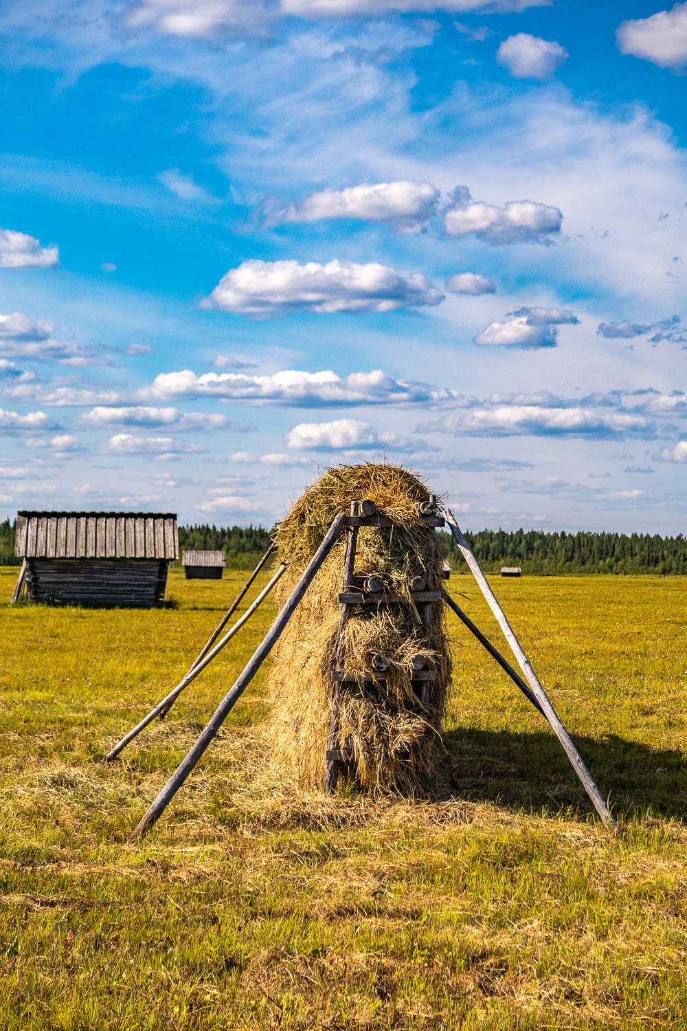 Hö på torkning i Vasikkavuoma naturreservat