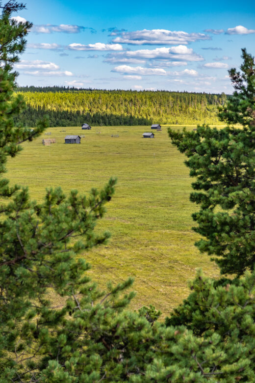 Utsikt över slåtterfältet i Vasikkavuoma naturreservat