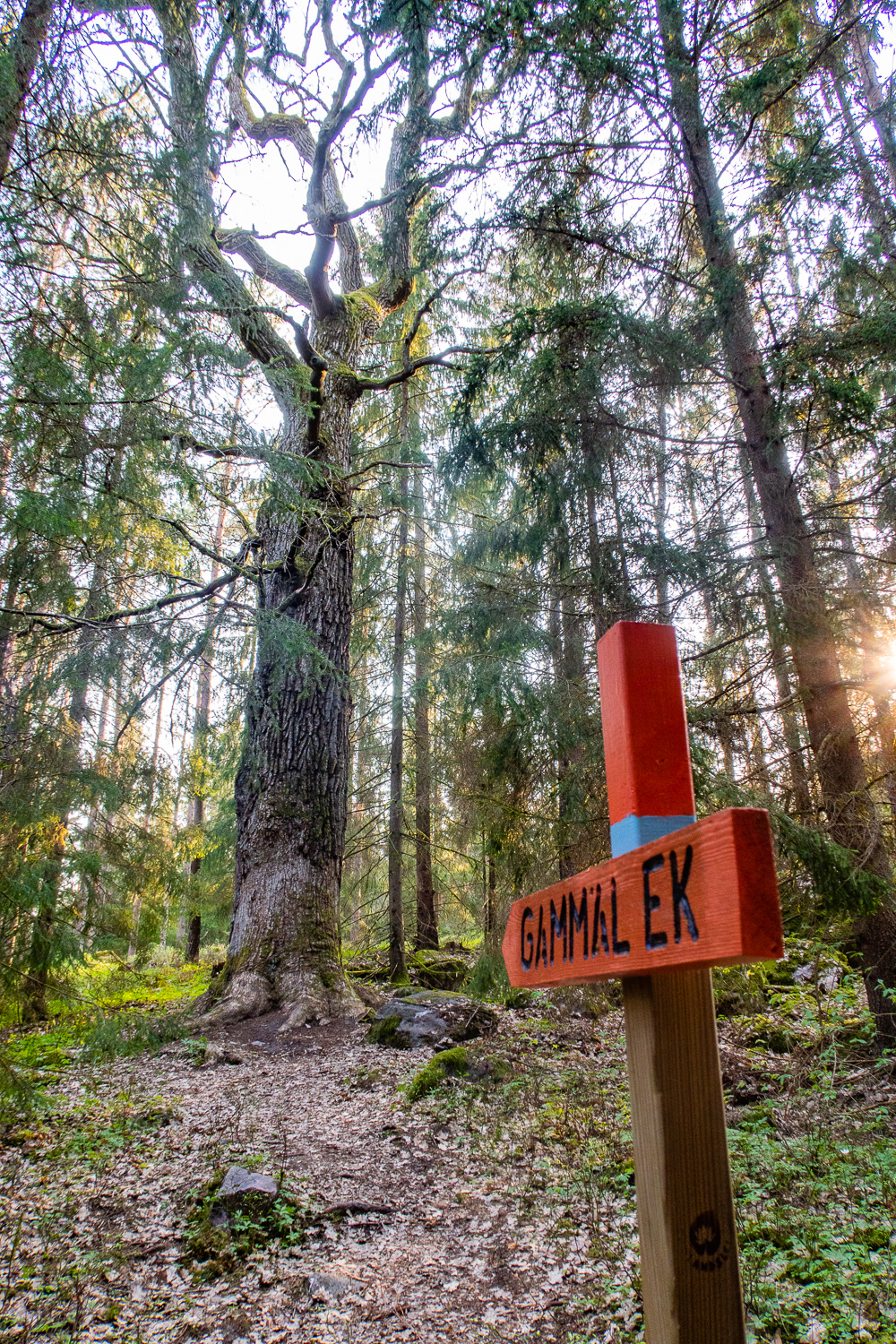 Skyltat mot gammal ek i skogen