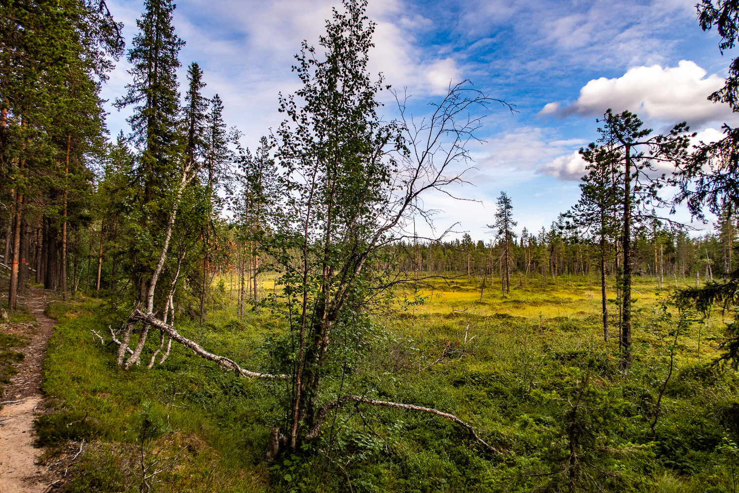 Myr och stig i Muddus nationalpark