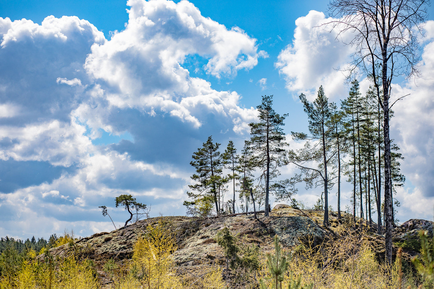 Enstaka trär på bergsknalle