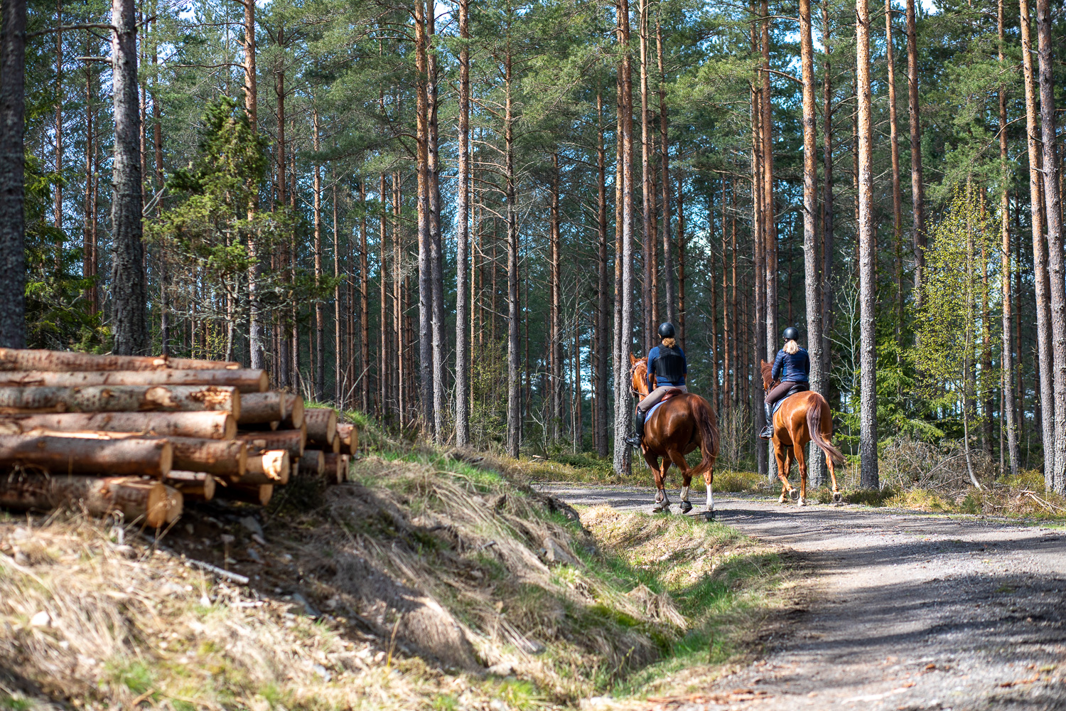 Hästar med ryttare rider längs skogsväg