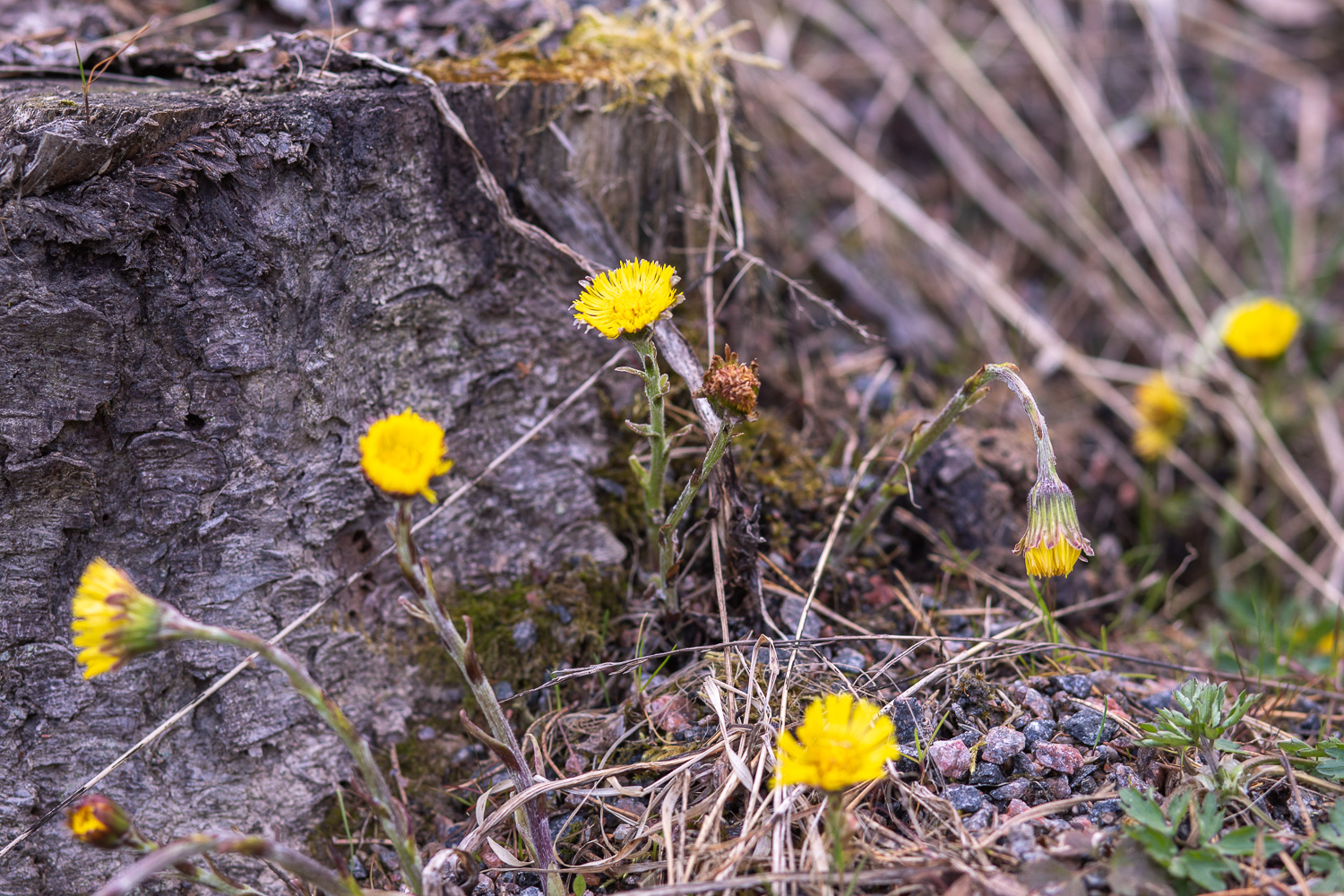 Enstaka tussilago