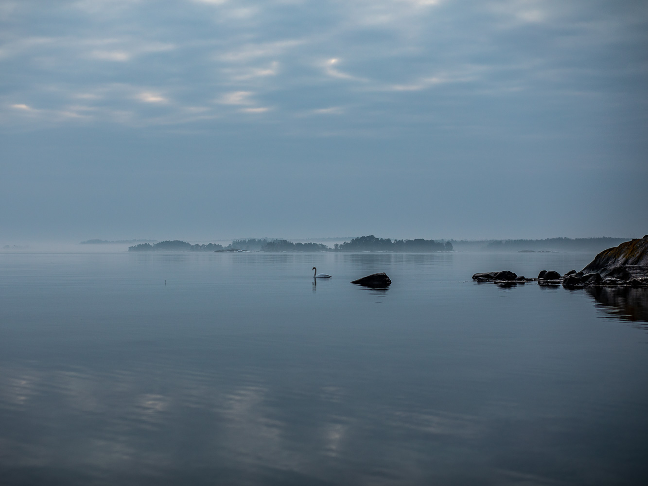 Svan simmar i Östersjön i skymningsljus