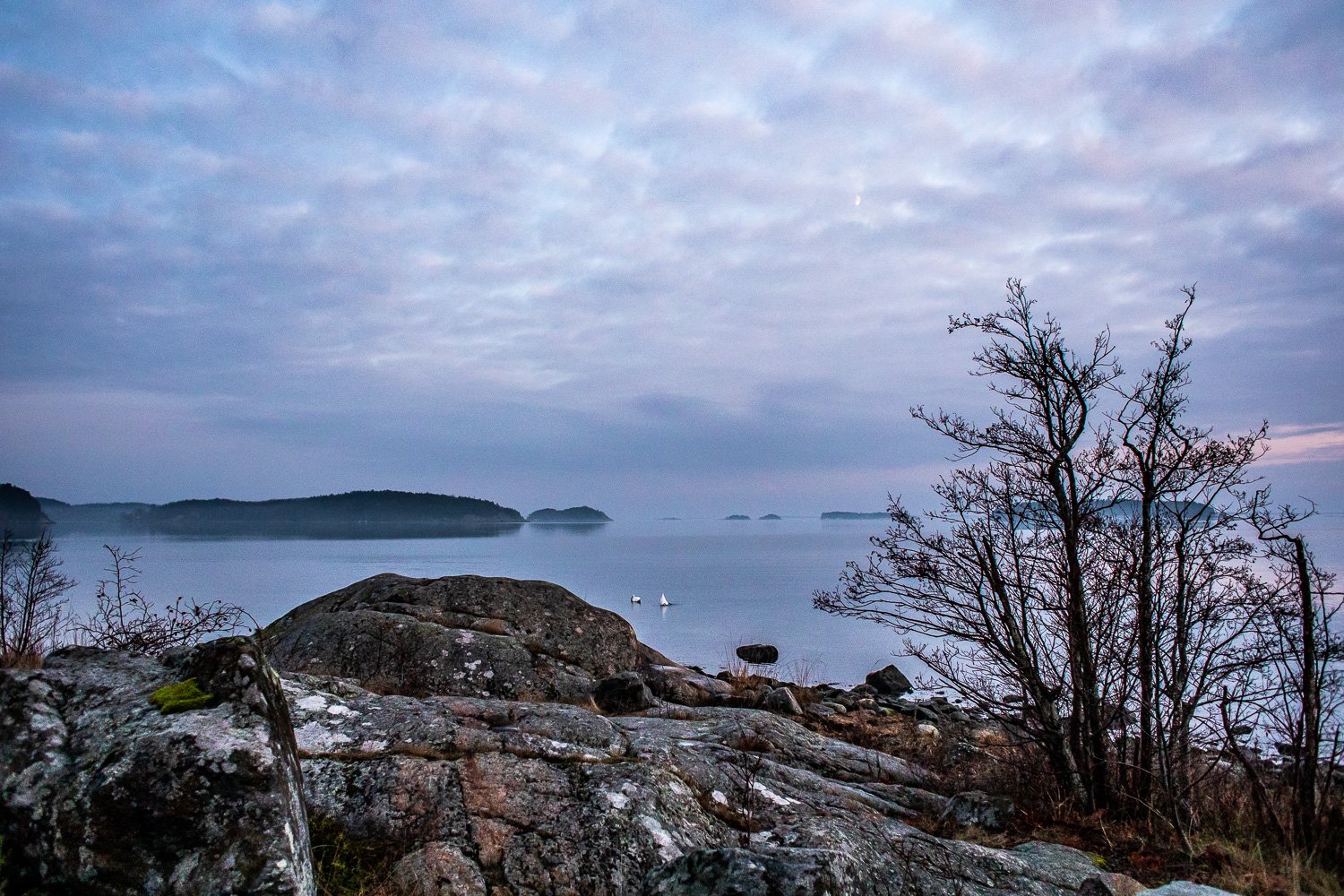 Svanar betar på botten i havsvik