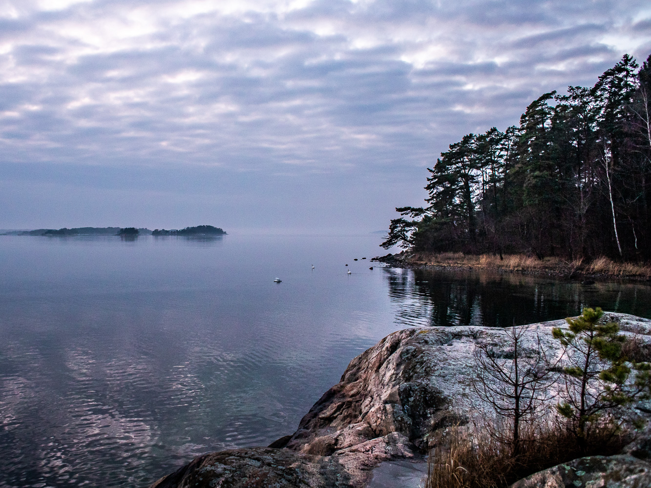 En grupp svanar i vattnet i skymningsljus i Sjöskogen naturreservat