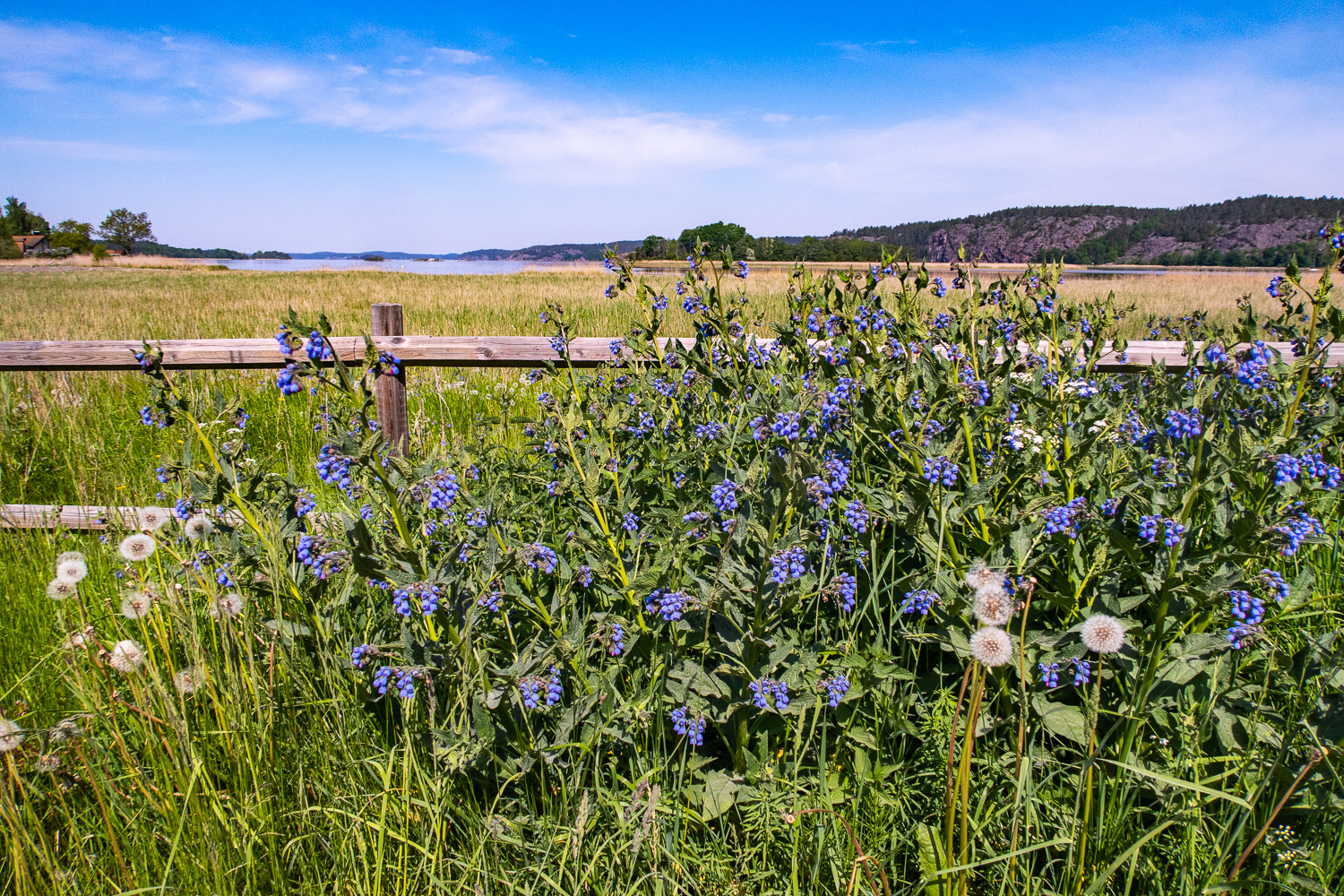 Blå blommor och utsikt över Slätbaken på Vikbolandet