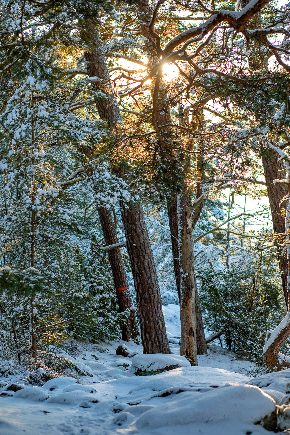 Solen strålar mellan träd i snötäckt skog