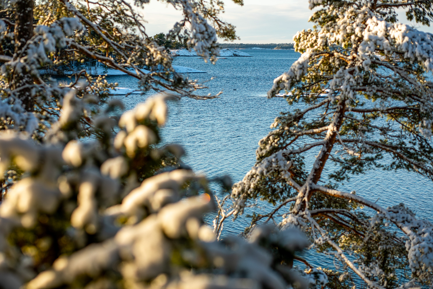 Hav skymtar mellan snö på träd i Stendörrens naturreservat