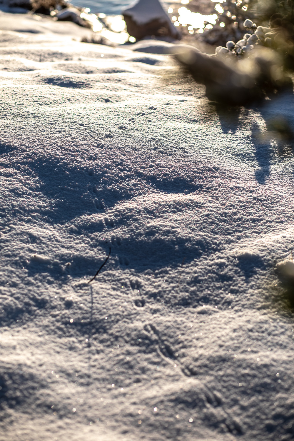 Spår i snön från litet djur