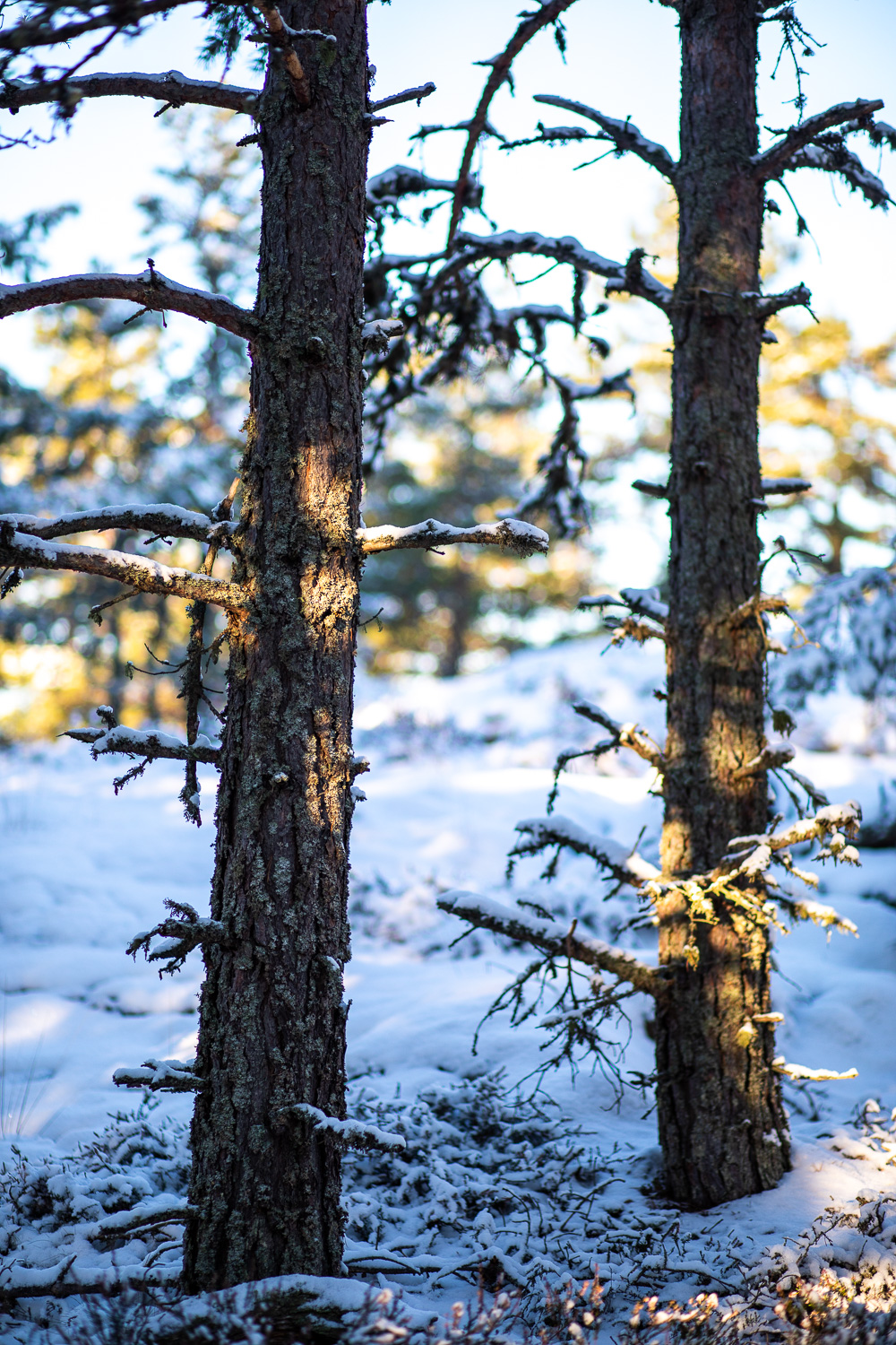 Fint ljus faller på trädstammar i Stendörrens naturreservat under vintern