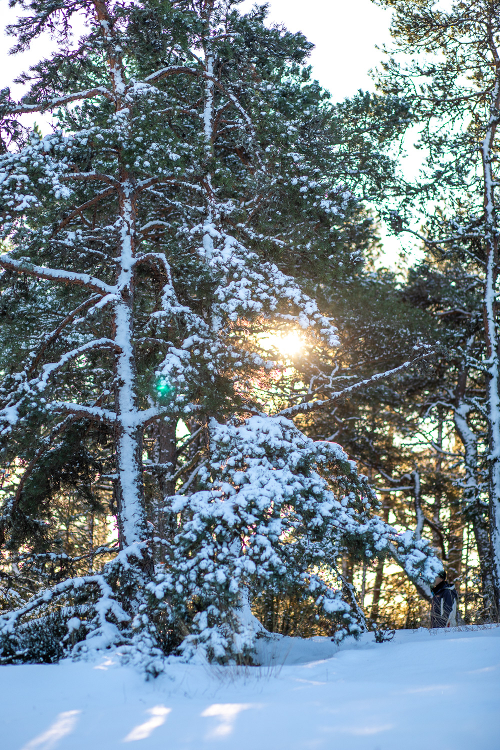 Sol strålar mellan trädkronor på vintern